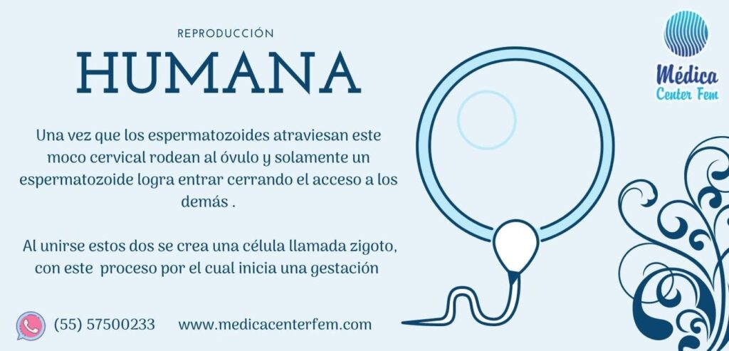 reproduccion-humana-1