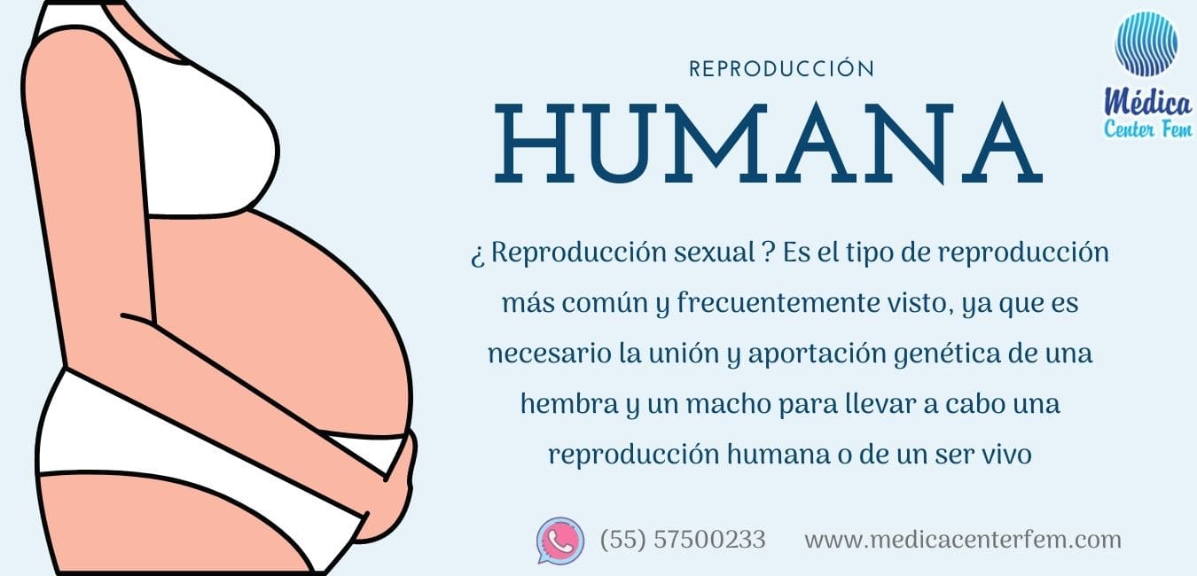 reproduccion-humana-