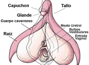 Clítoris.alt