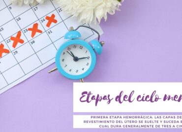 etapas-del-ciclo-menstrual-