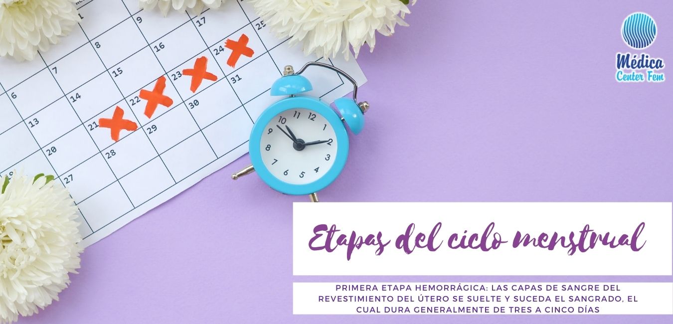 etapas-del-ciclo-menstrual-