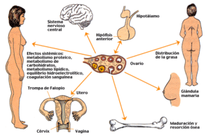 caracteres sexuales secundarios