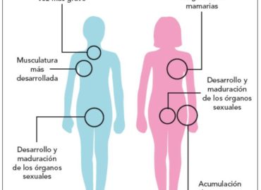 caracteres sexuales secundarios