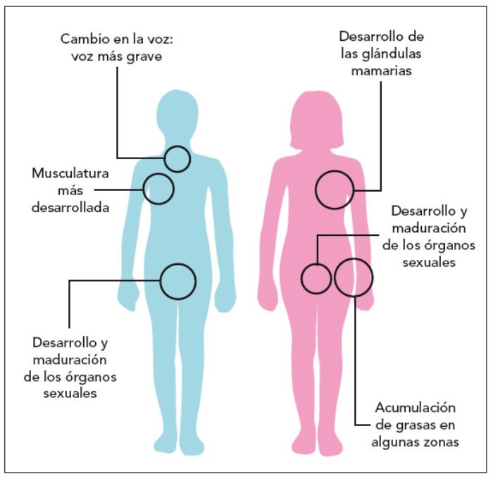 caracteres sexuales secundarios