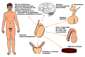 caracteres sexuales secundarios