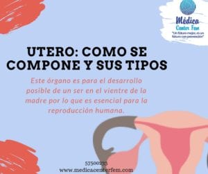 Utero: Como se compone y sus tipos