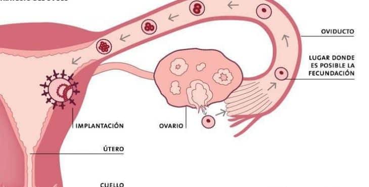 Ovulación