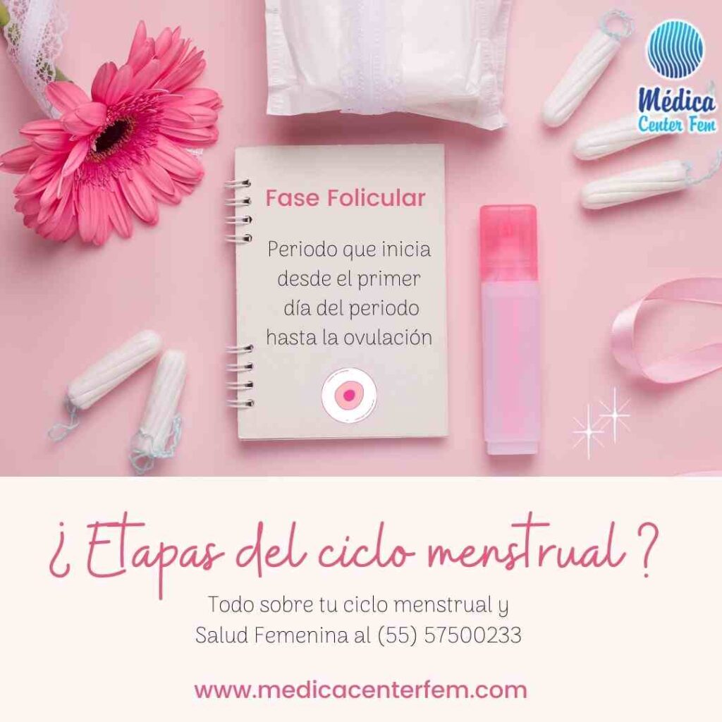 fases-del-ciclo-menstrual